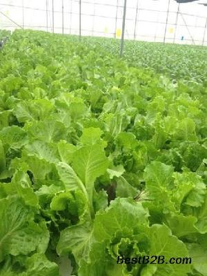 蘿崗無公害蔬菜配送 碧溪餐飲以誠信經(jīng)營守護(hù)健康餐桌